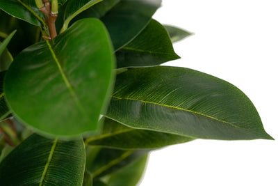 Copac artificial H65cm Ficus cyathistipula