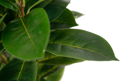 Copac artificial H65cm Ficus cyathistipula cu 63 frunze