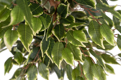 Copac artificial H90cm Ficus benjamina varigat cu 336 frunze verzi