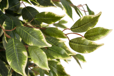 Copac artificial H90cm Ficus benjamina varigat cu 336 frunze verzi