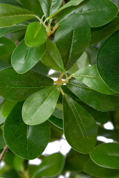 Copac artificial H90cm Ficus orient cu 1260 frunze