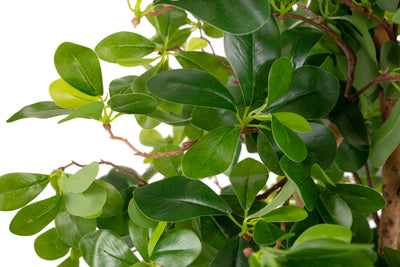 Copac artificial H90cm Ficus orient cu 1260 frunze