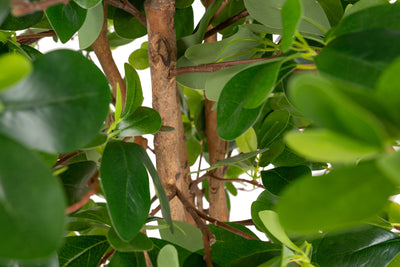 Copac artificial H90cm Ficus orient cu 1260 frunze