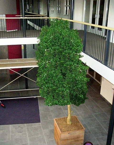 Copac conservat Pittosporum 400 cm