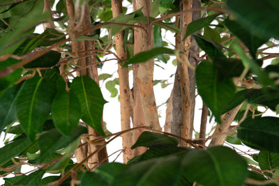 Ficus artifcial cu trunchiuri multiple D130xH210 cm