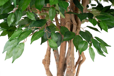 Copac artificial H210cm Ficus cu trunchiuri multiple, coroana D130cm