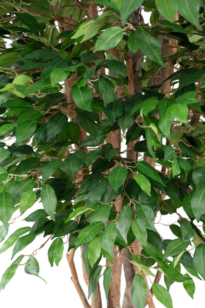 Copac artificial H210cm Ficus cu trunchiuri multiple, coroana D130cm
