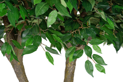 Copac artificial H250cm Ficus gigant cu 2 ramificatii, coroana D210cm