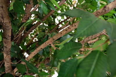 Copac artificial H320cm Ficus gigant, coroana D240cm