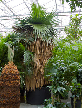 Planta naturala de interior  Copernicia Macroglossa (palmier fusta)