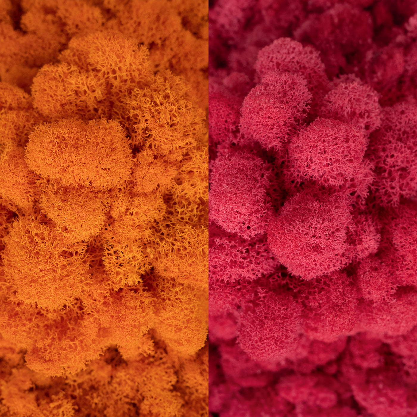 Licheni curatati si fara radacina in 2 culori 500g NET, calitate ULTRA PREMIUM, portocaliu RR14 cu