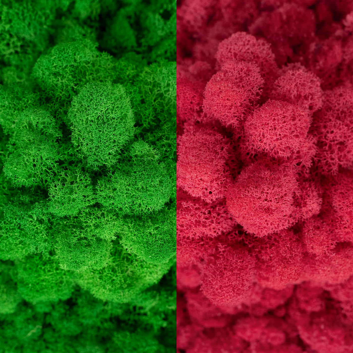 Licheni curatati si fara radacina in 2 culori 500g NET, calitate ULTRA PREMIUM, verde smarald RR02 cu