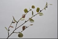 Crenguta artificiala de Eucalypt 114 cm verde DE