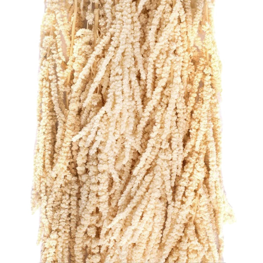 Crenguta conservata de Amaranthus H40-70 cm. alb