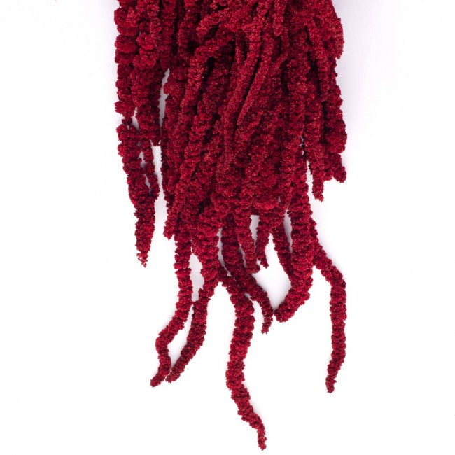 Crenguta conservata de Amaranthus H40-70 cm. burgundy