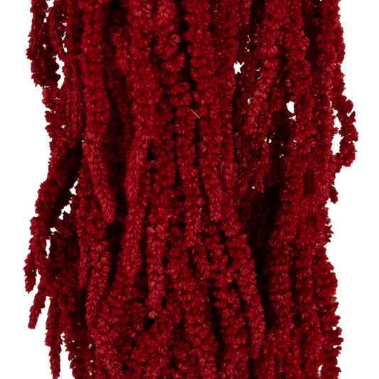 Crenguta conservata de Amaranthus H40-70 cm. burgundy