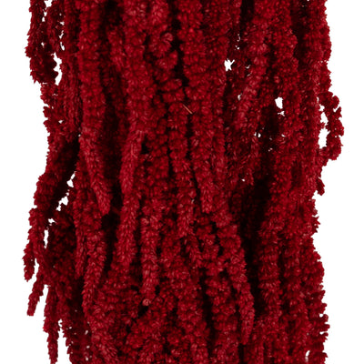 Crenguta conservata de Amaranthus H40-70 cm. burgundy