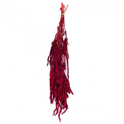 Crenguta conservata de Amaranthus H40-70 cm. burgundy