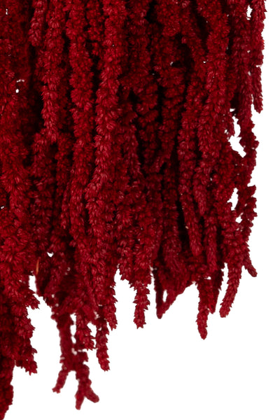 Crenguta conservata de Amaranthus H40-70 cm. burgundy