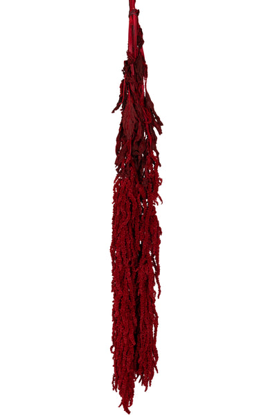 Crenguta conservata de Amaranthus H40-70 cm. burgundy