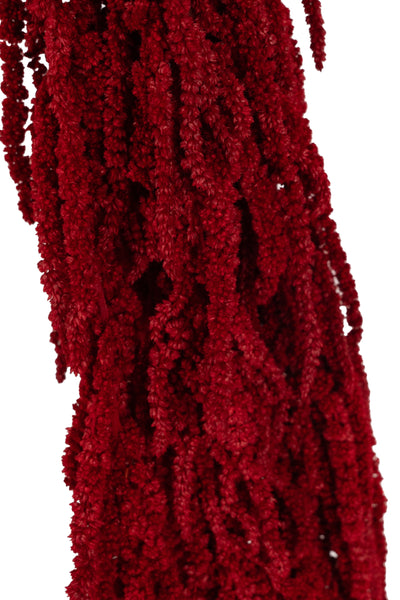 Crenguta conservata de Amaranthus H40-70 cm. burgundy