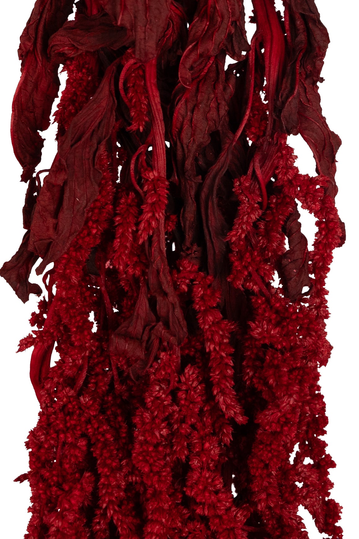 Crenguta conservata de Amaranthus H40-70 cm. burgundy