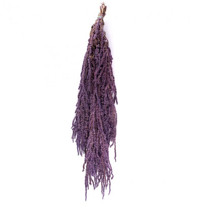 Crenguta conservata de Amaranthus H40-70 cm. mov