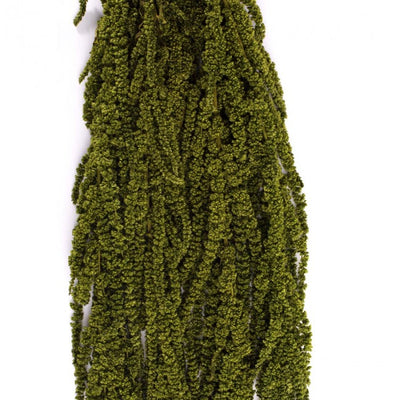 Crenguta conservata de Amaranthus H40-70 cm. verde