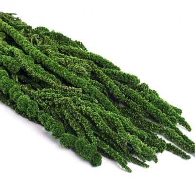 Crenguta conservata de Amaranthus H40-70 cm. verde inchis