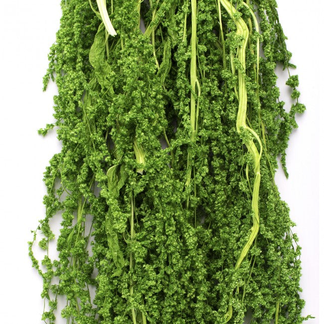 Crenguta conservata de Amaranthus H40-70 cm. verde lemon