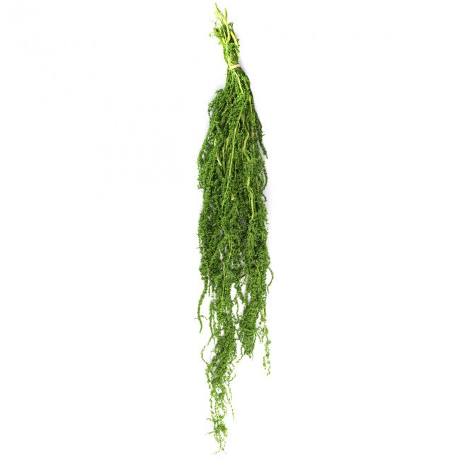 Crenguta conservata de Amaranthus H40-70 cm. verde lemon