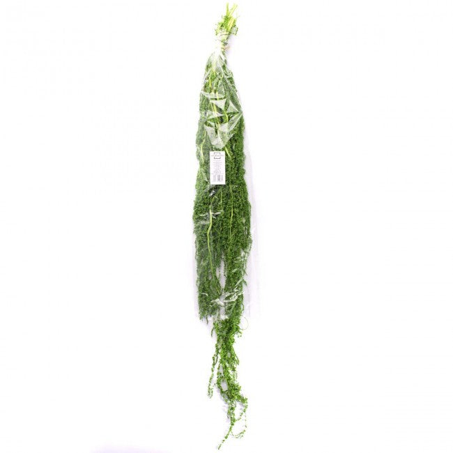 Crenguta conservata de Amaranthus H40-70 cm. verde lemon