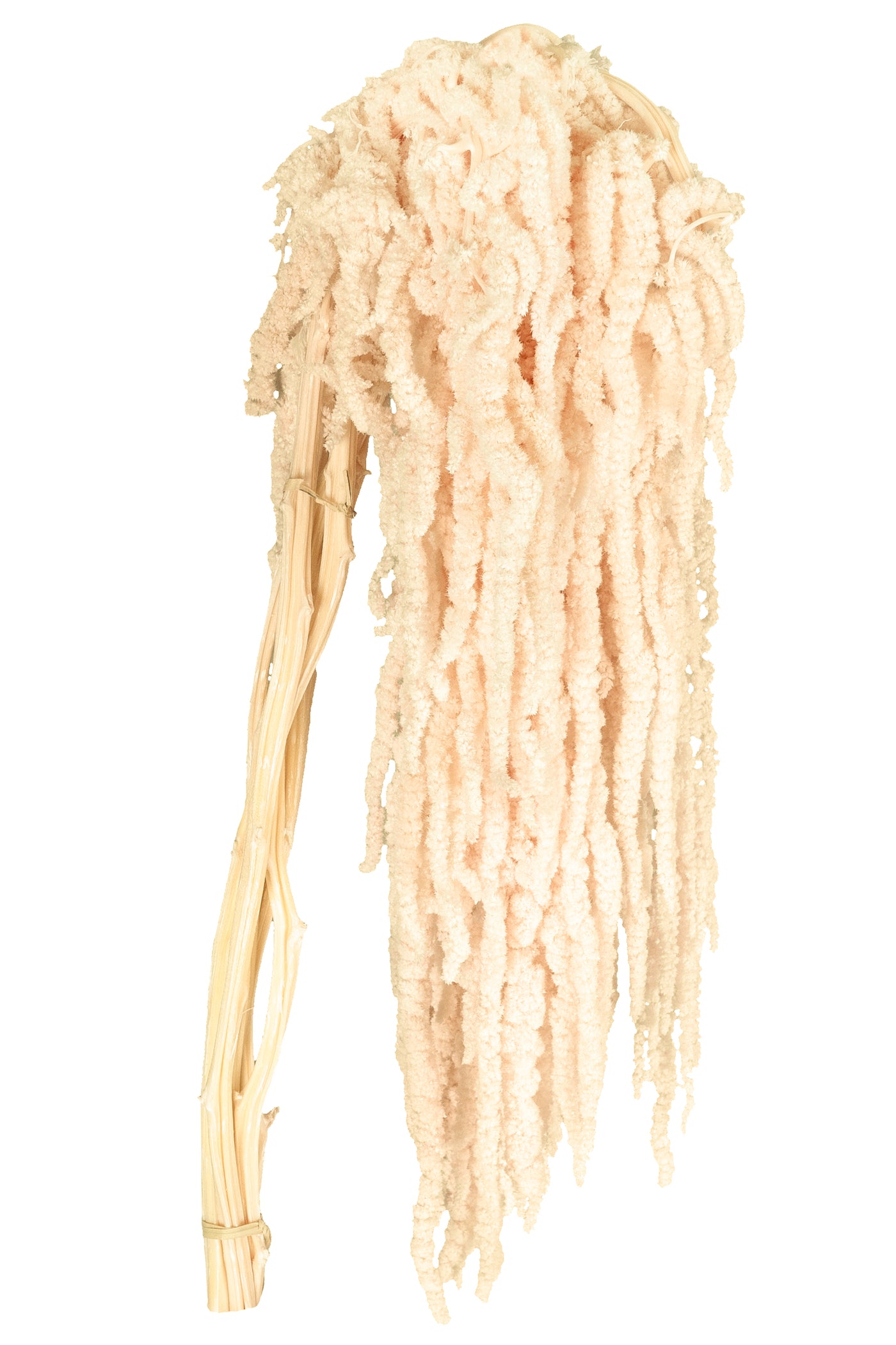 Crenguta conservata de Amaranthus H70-80 cm crem inchis