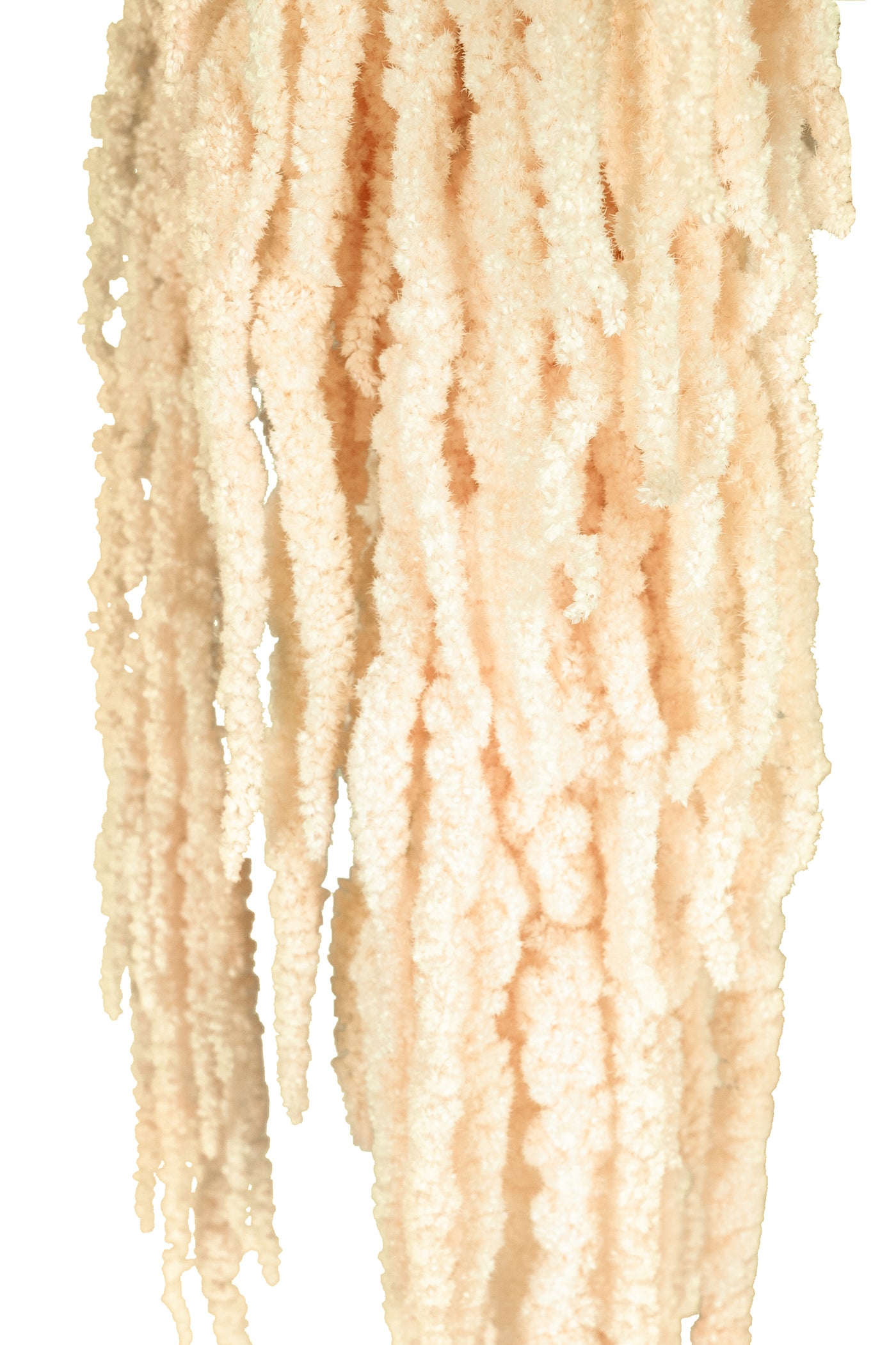 Crenguta conservata de Amaranthus H70-80 cm crem inchis