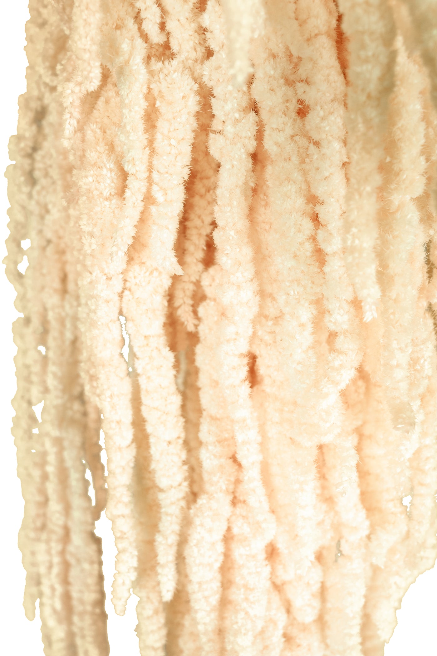 Crenguta conservata de Amaranthus H70-80 cm crem inchis