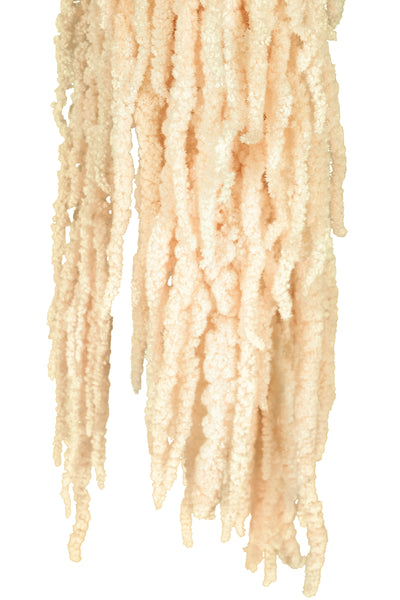 Crenguta conservata de Amaranthus H70-80 cm crem inchis