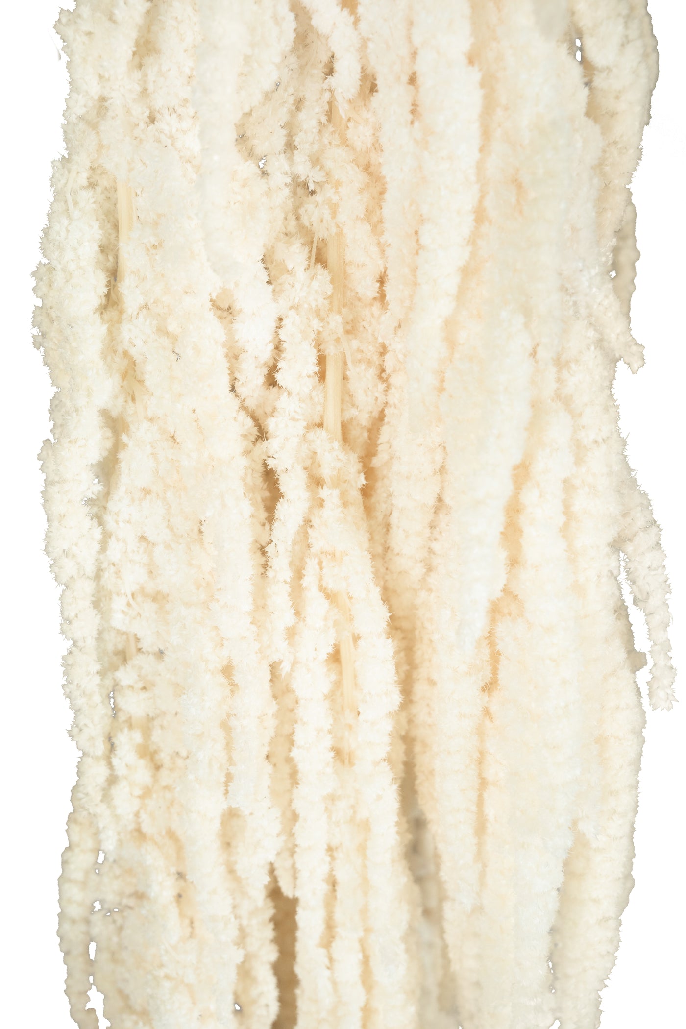 Crenguta conservata de Amaranthus H70-80 cm ivory