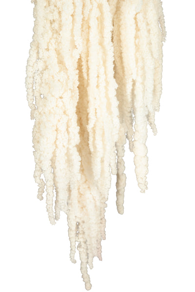 Crenguta conservata de Amaranthus H70-80 cm ivory