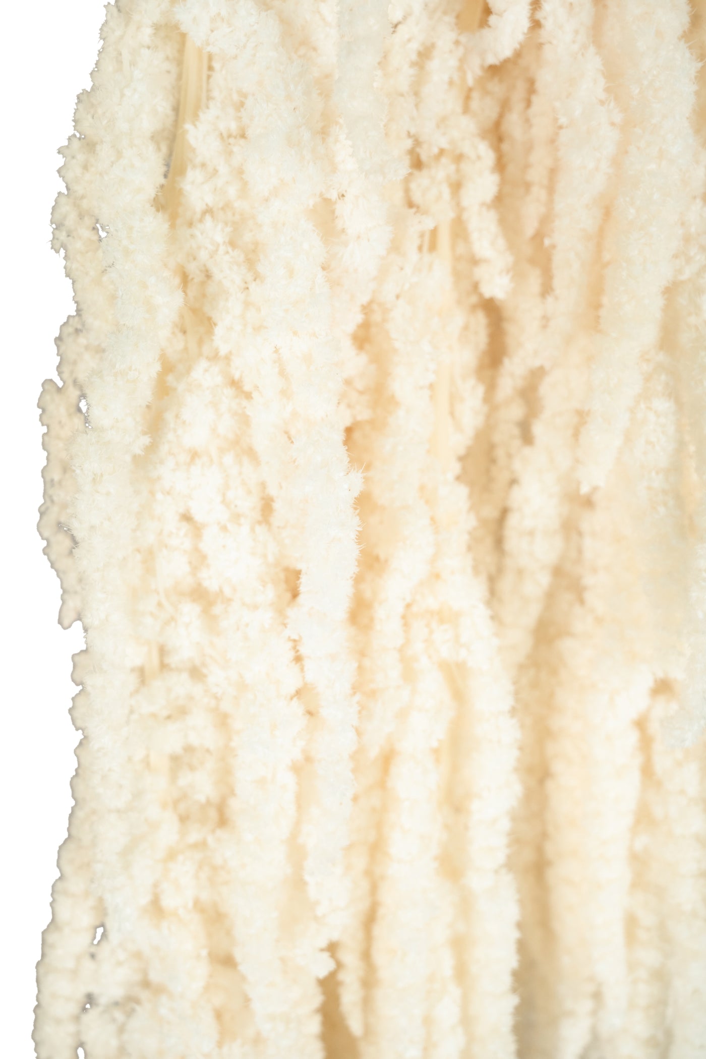 Crenguta conservata de Amaranthus H70-80 cm ivory