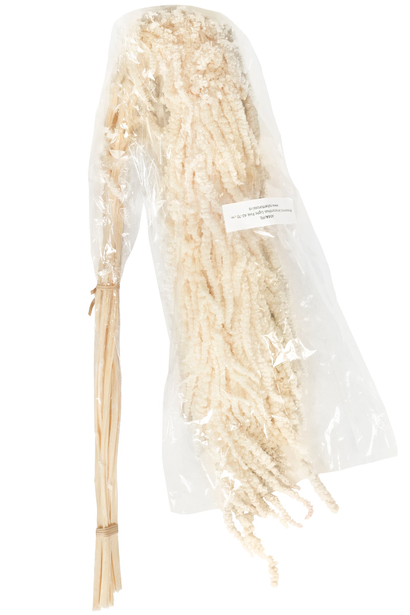 Crenguta conservata de Amaranthus H70-80 cm ivory