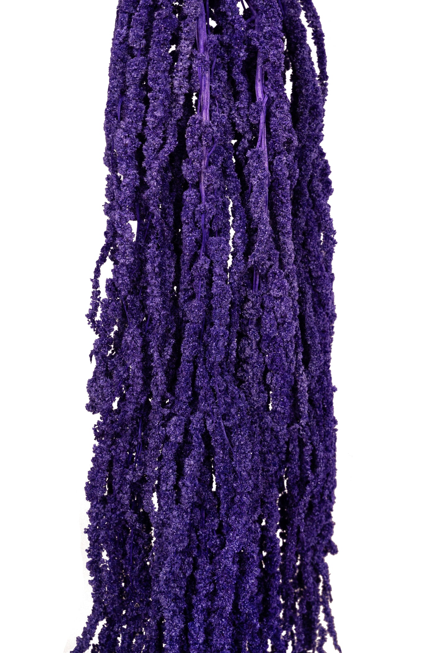 Crenguta conservata de Amaranthus H70-80 cm mov inchis