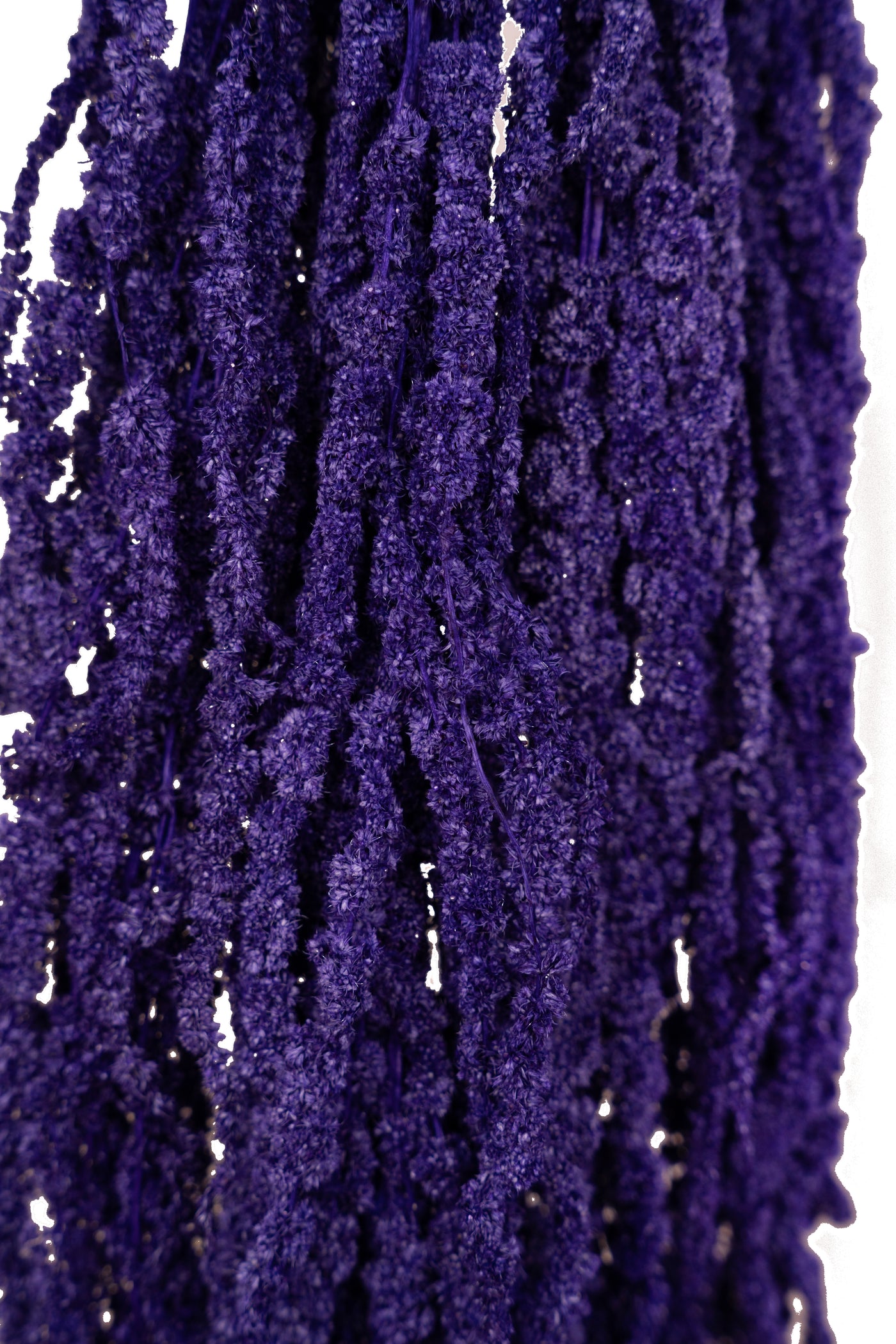 Crenguta conservata de Amaranthus H70-80 cm mov inchis