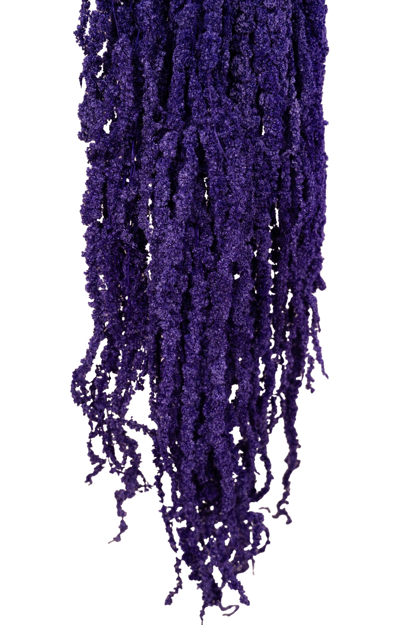 Crenguta conservata de Amaranthus H70-80 cm mov inchis