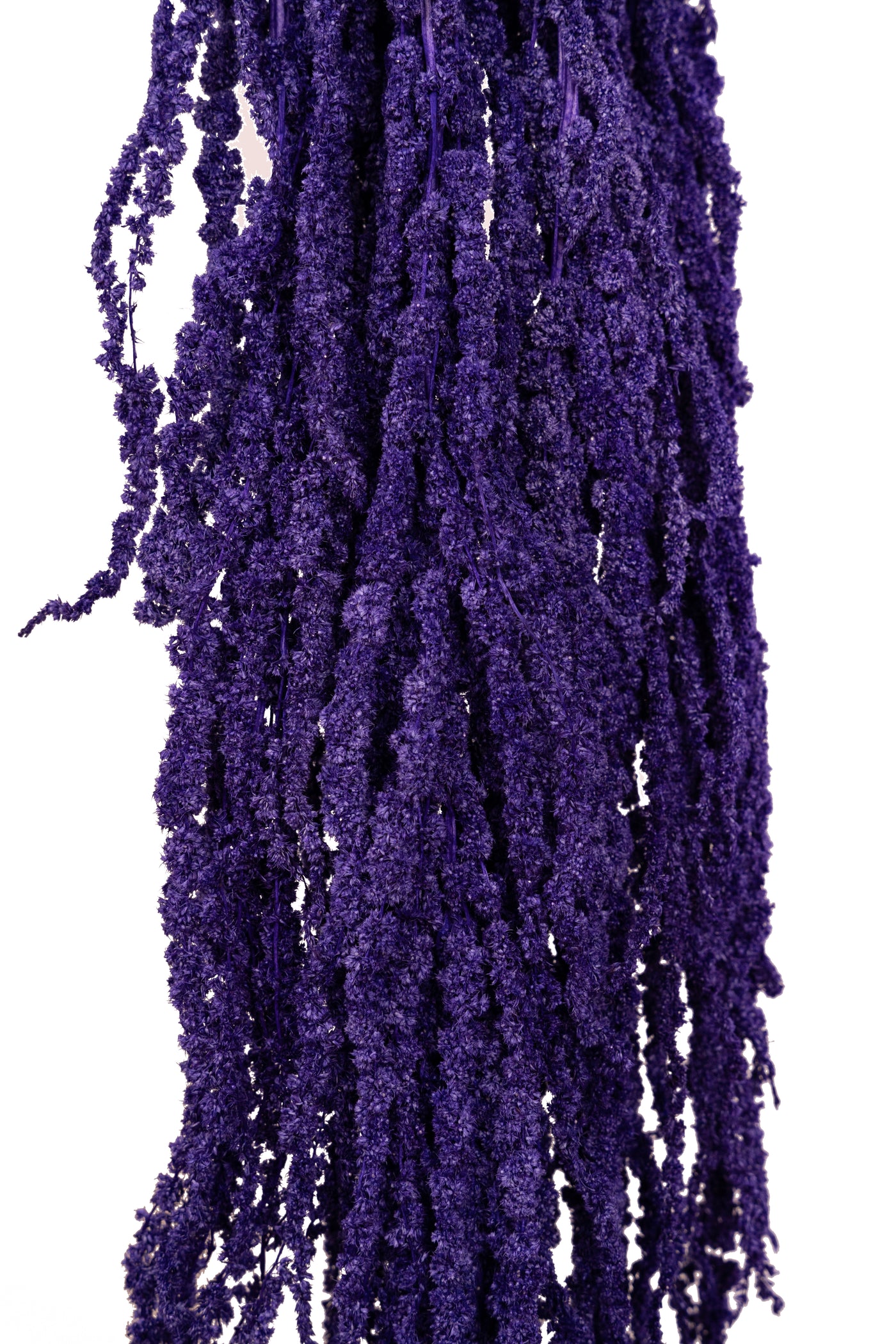 Crenguta conservata de Amaranthus H70-80 cm mov inchis