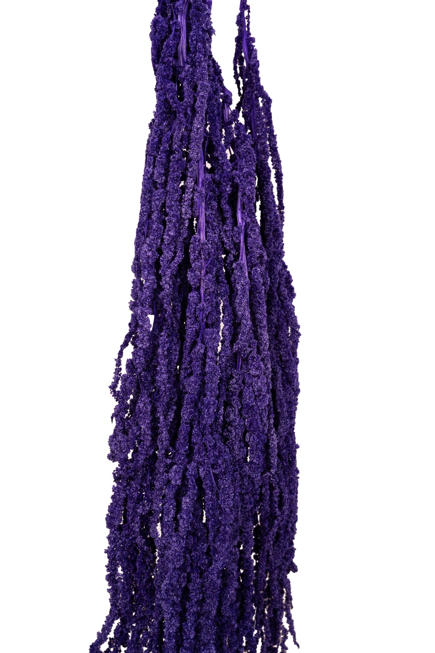 Crenguta conservata de Amaranthus H70-80 cm mov inchis