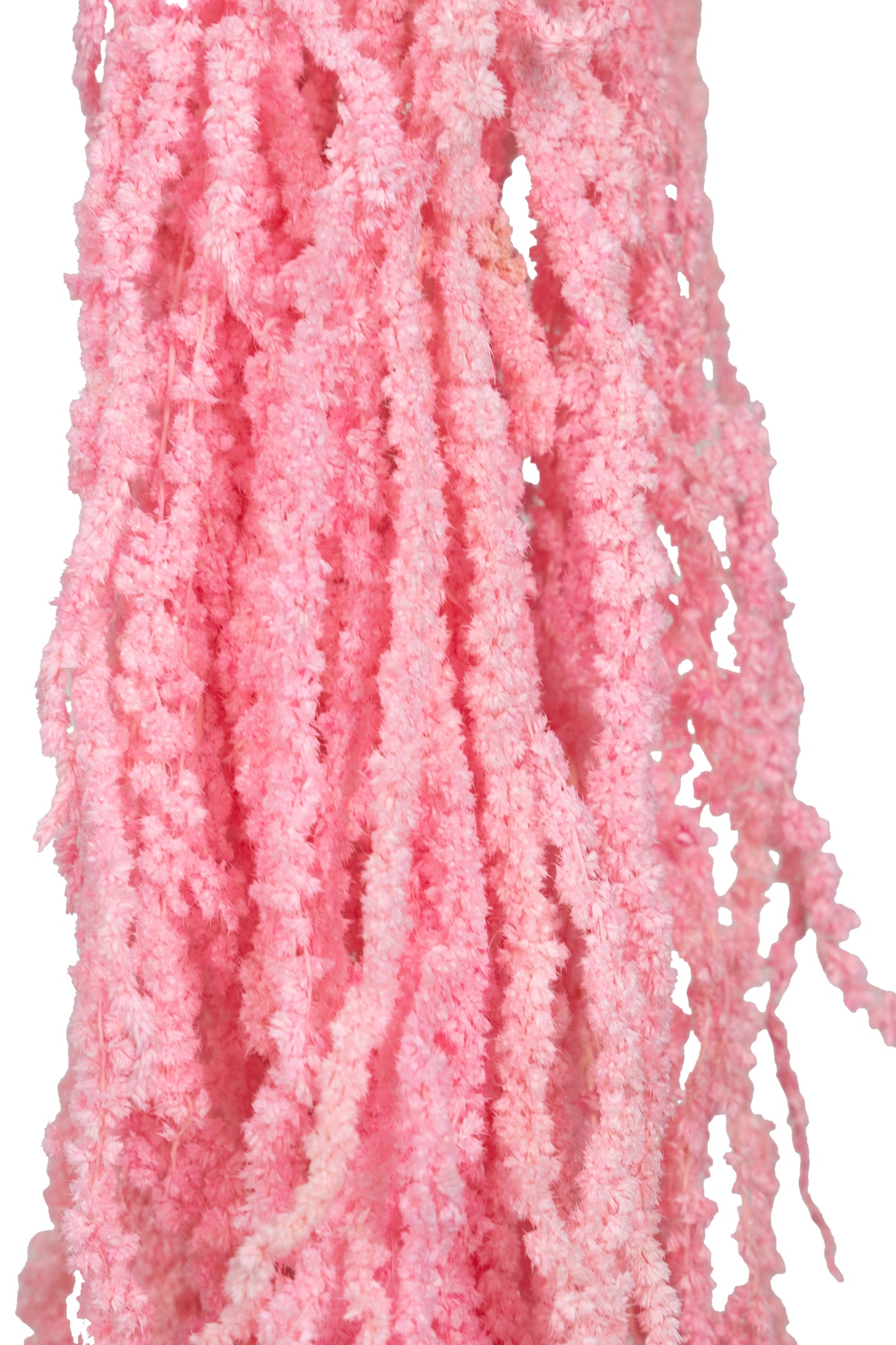 Crenguta conservata de Amaranthus H70-80 cm roz inchis