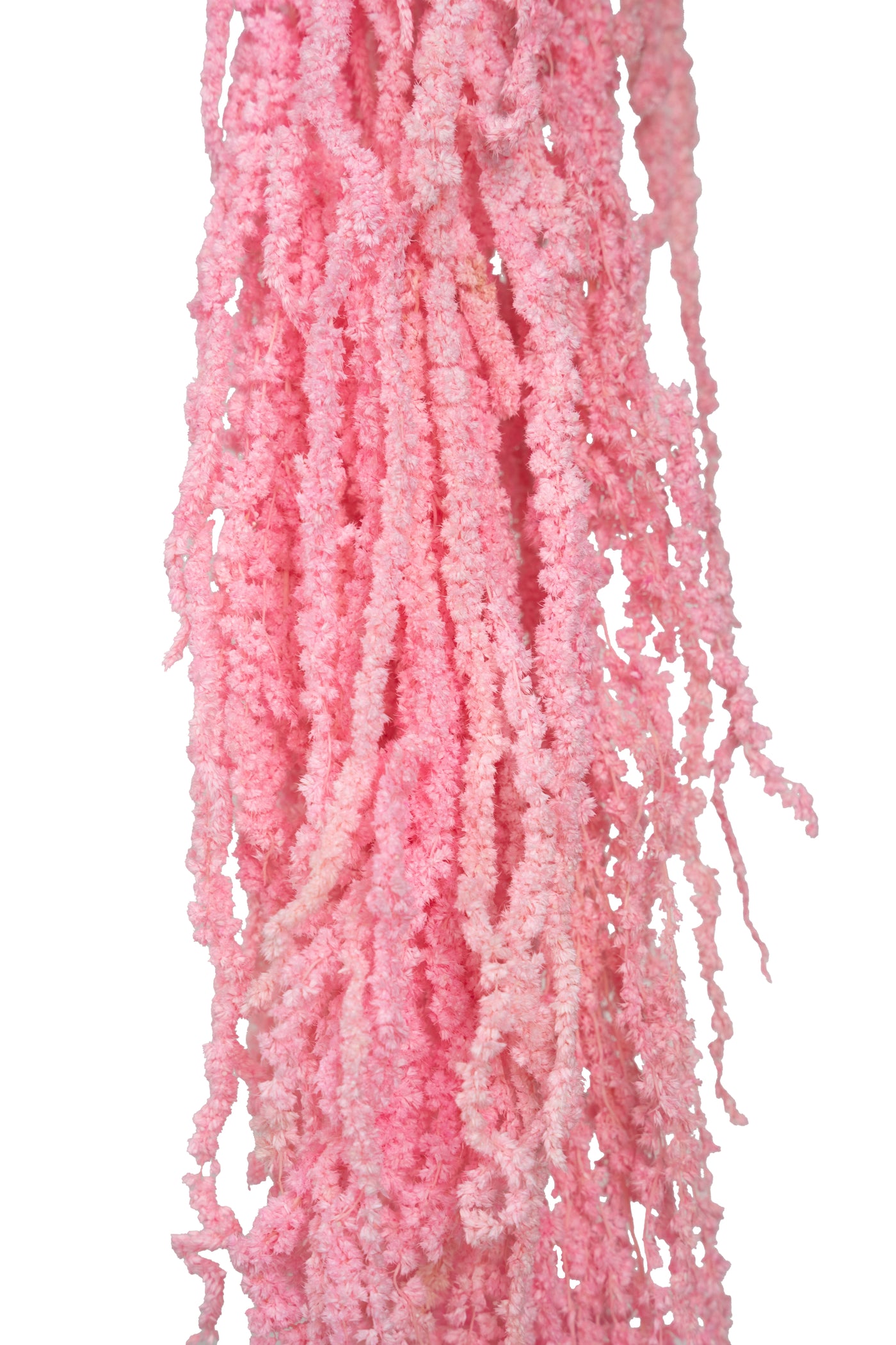 Crenguta conservata de Amaranthus H70-80 cm roz inchis