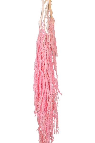 Crenguta conservata de Amaranthus H70-80 cm roz inchis