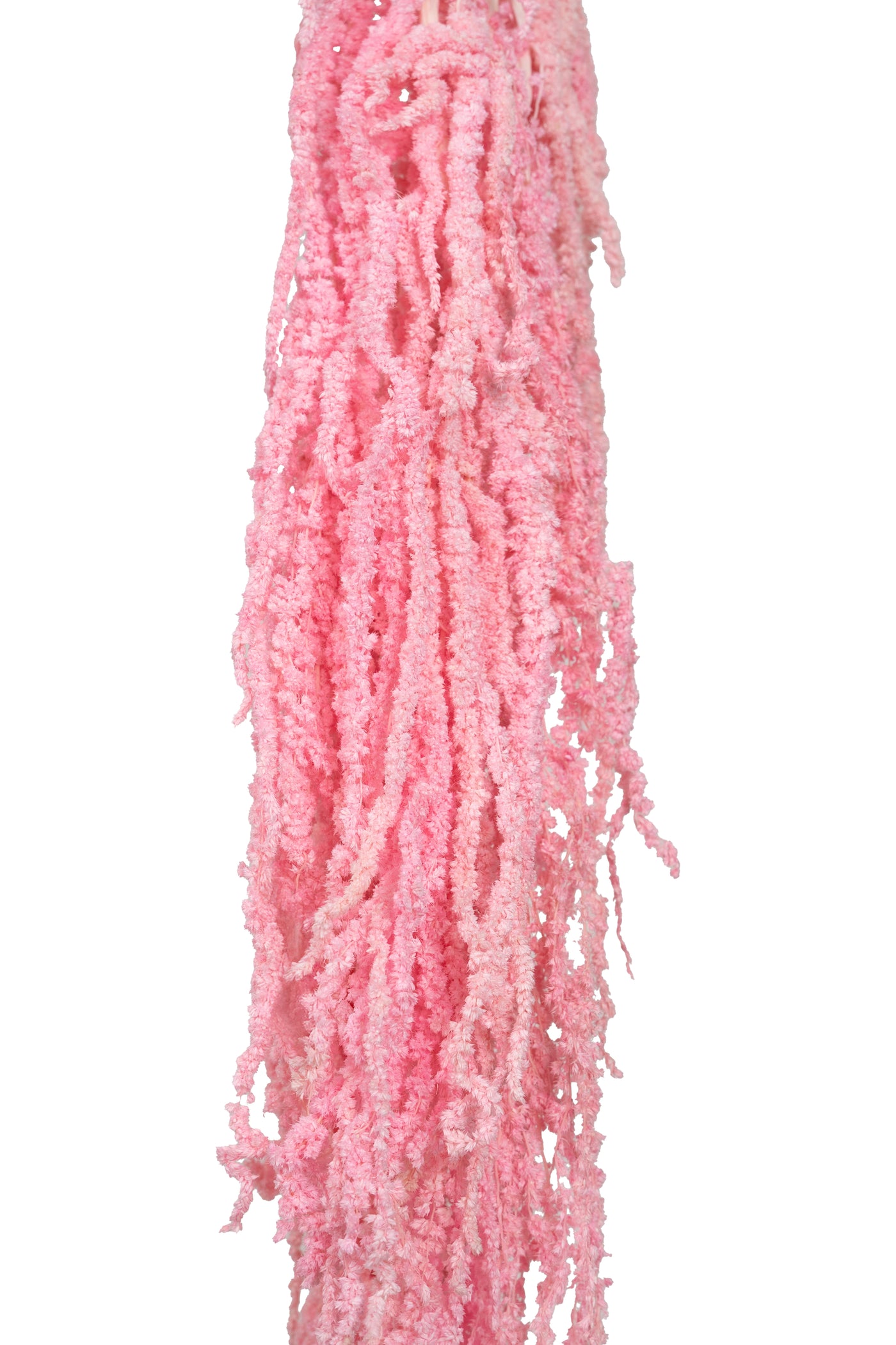 Crenguta conservata de Amaranthus H70-80 cm roz inchis