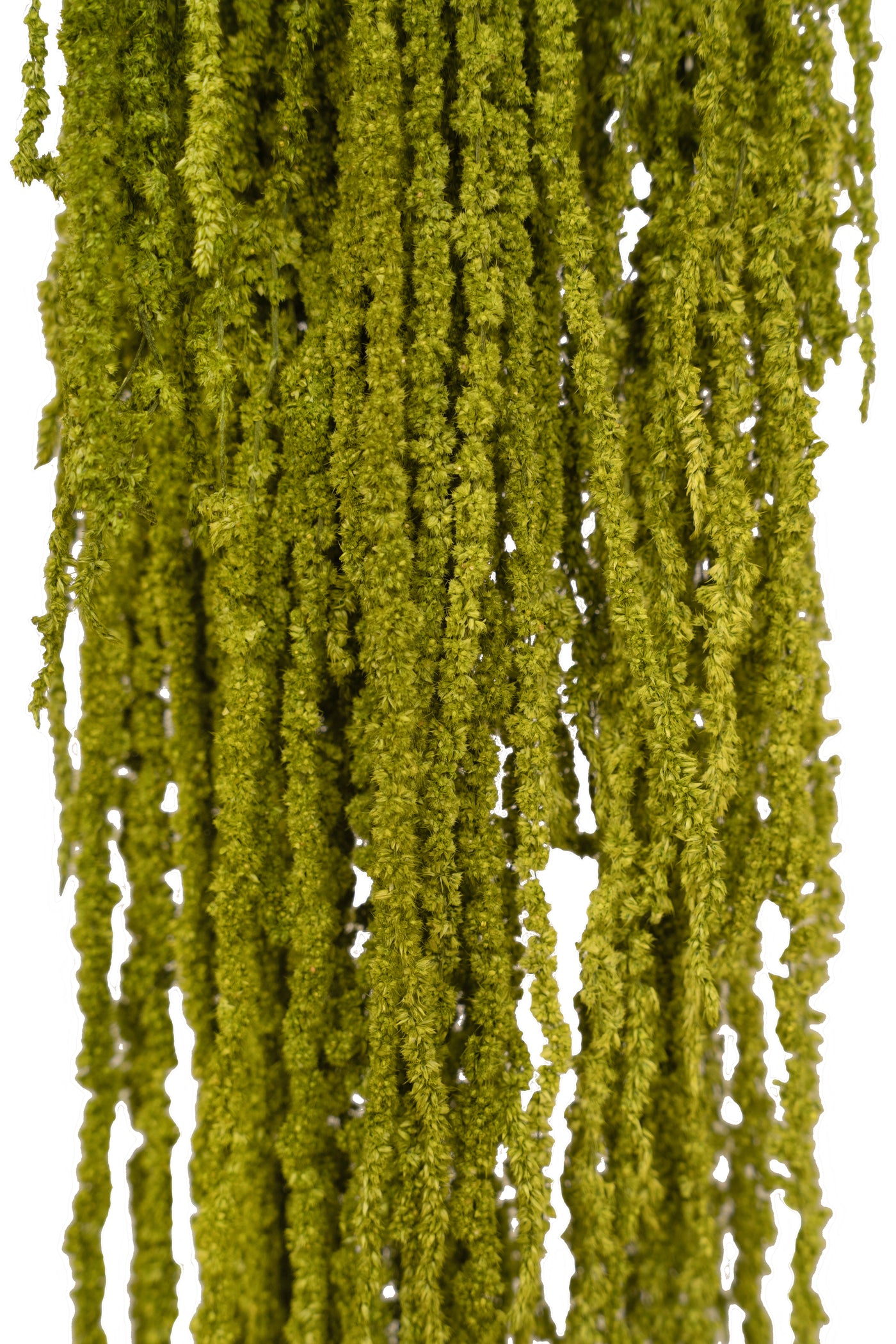 Crenguta conservata de Amaranthus H70-80 cm verde broccoli RR37